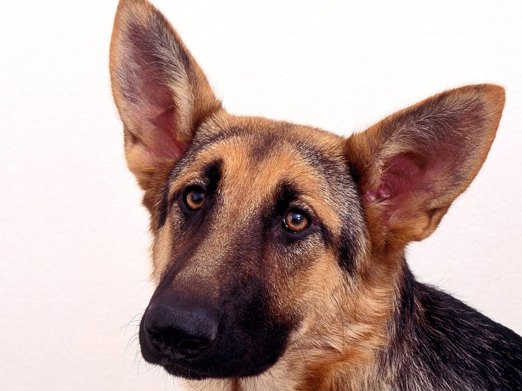 Max, German Shepherd